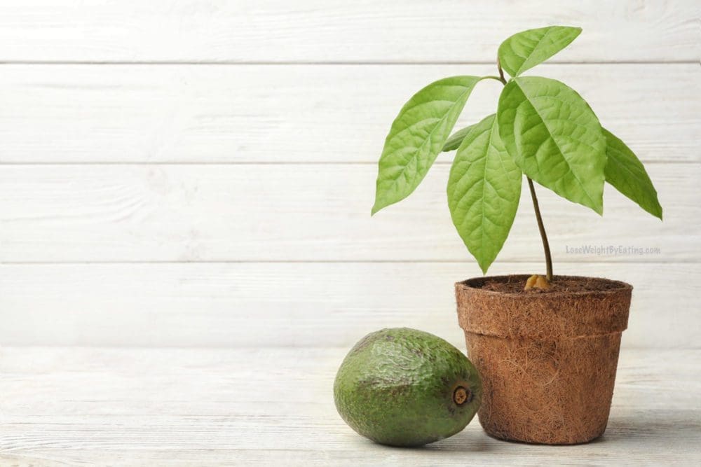 How to Grow an Avocado Seed